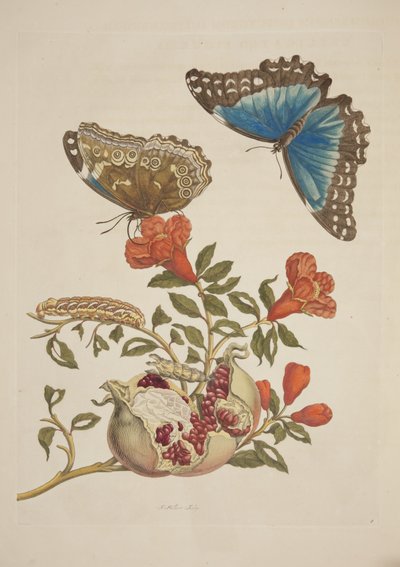Placa IX de Metamorphosis Insectorum Surinamensium por Maria Sibylla Merian, 1705 de Unknown